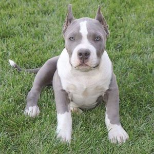 Meet your Posher, Lawrence